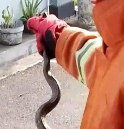 Evakuasi ular oleh Damkar Cilacap