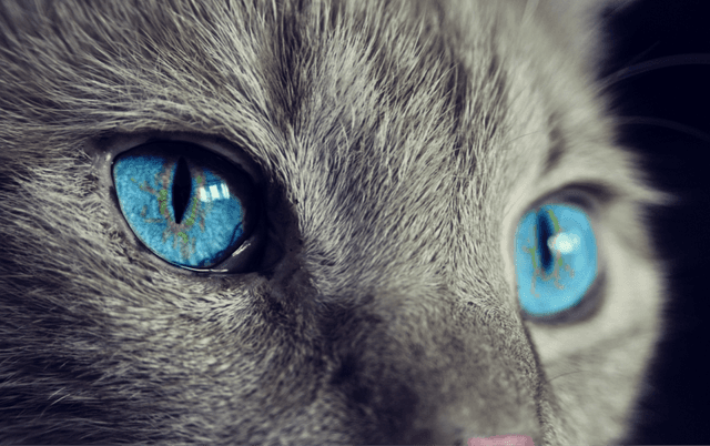 Gambar kucing dengan mata biru
