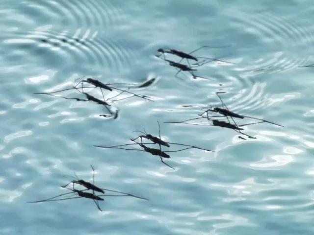 Gambar sekumpulan nyamuk yang menggenang di atas air.