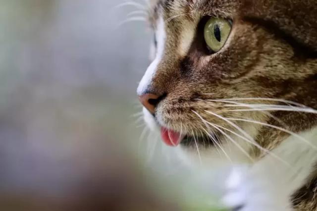Gambar seekor kucing yang sedang menjulurkan lidahnya.