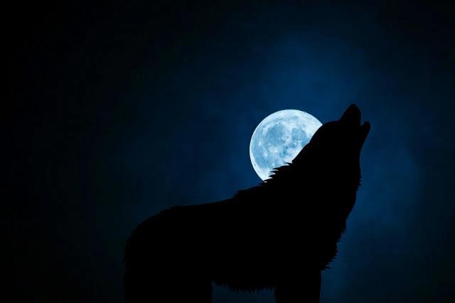 misteri Aul atau manusia serigala