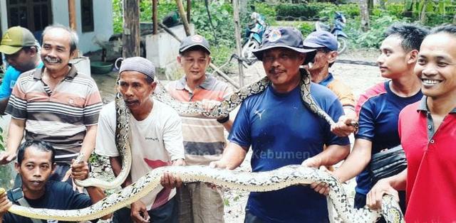 ular sepanjang 3 meter