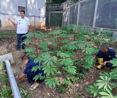 Kalapas Nirbaya Helmi Najih memberdayakan WBP agar lebih produktif melalui Program Prima Tani. (Lapas Nirbaya)